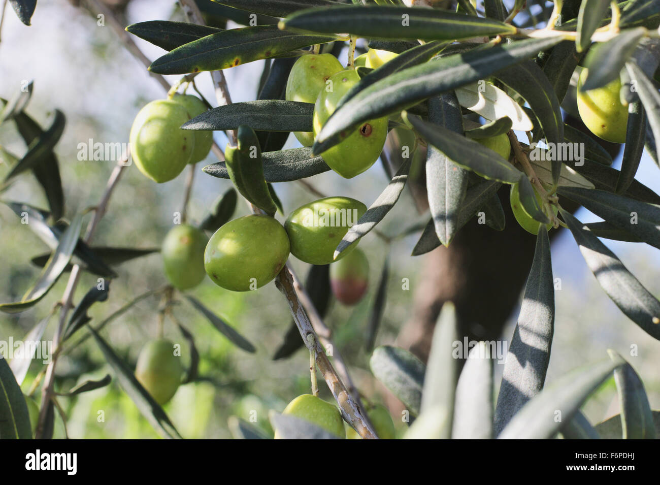 branches of olives Stock Photo Alamy