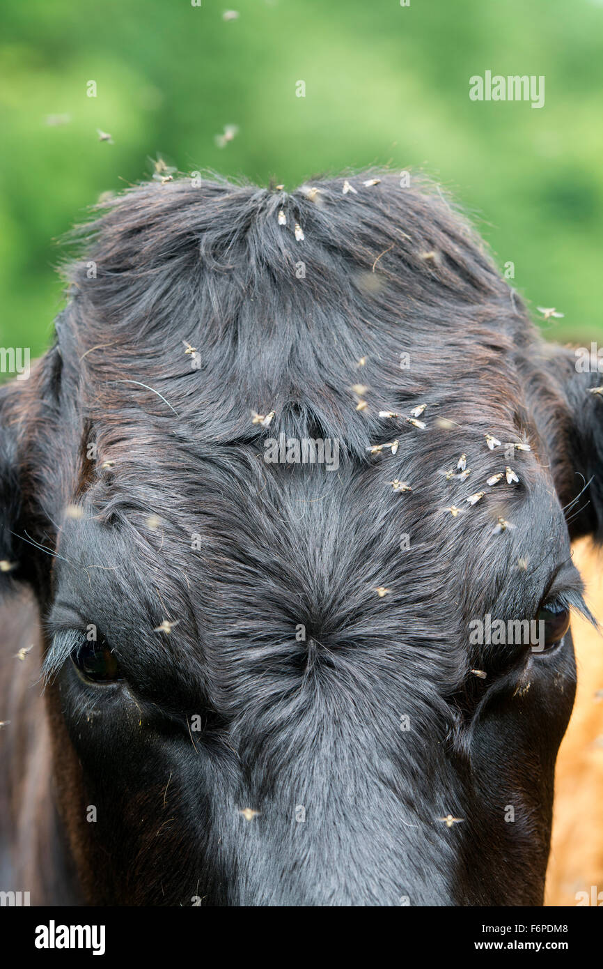 Cow getting bothered by flies in summer. Cumbria, UK. Stock Photo