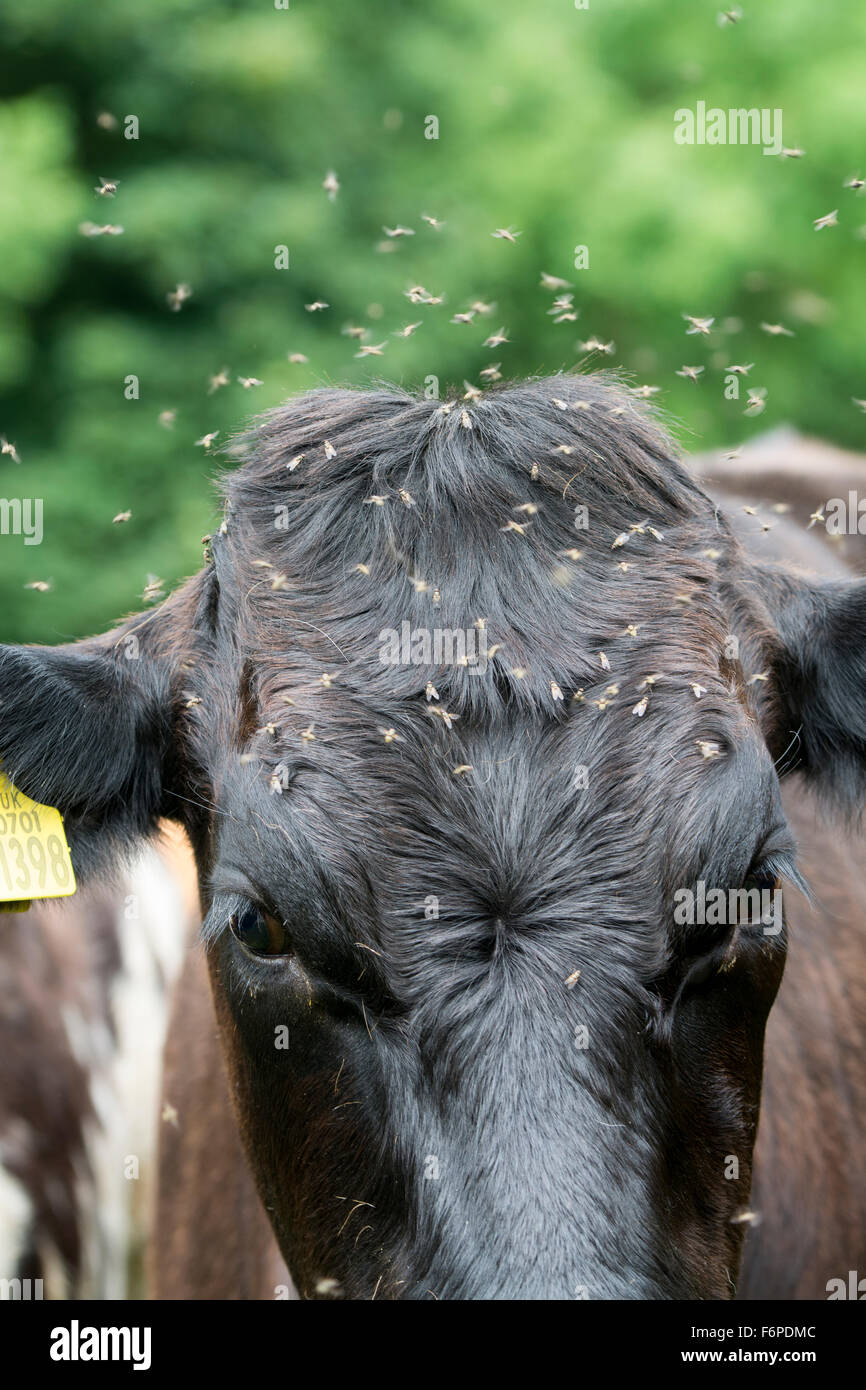 Swarm of flies hires stock photography and images Alamy