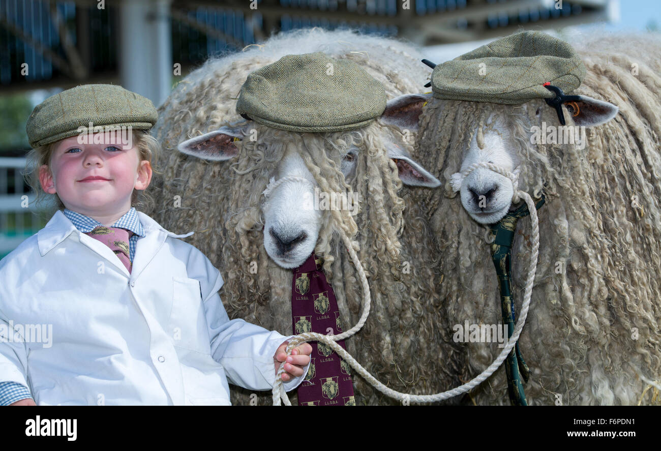young girl at the Great Yorkshire Show winning the best dressed sheep with her parents Lincoln Longwool sheep. Stock Photo