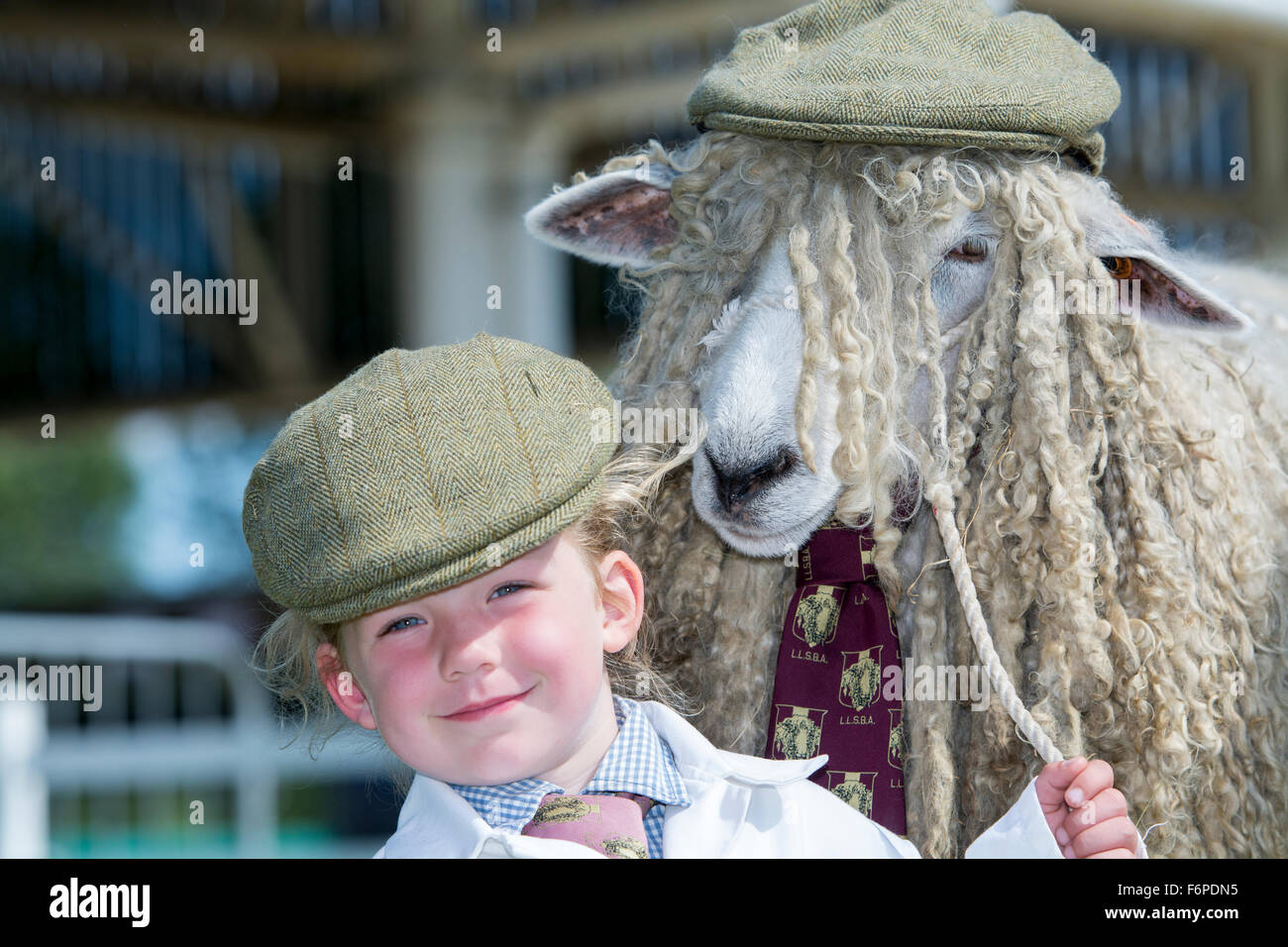 young girl at the Great Yorkshire Show winning the best dressed sheep with her parents Lincoln Longwool sheep. Stock Photo