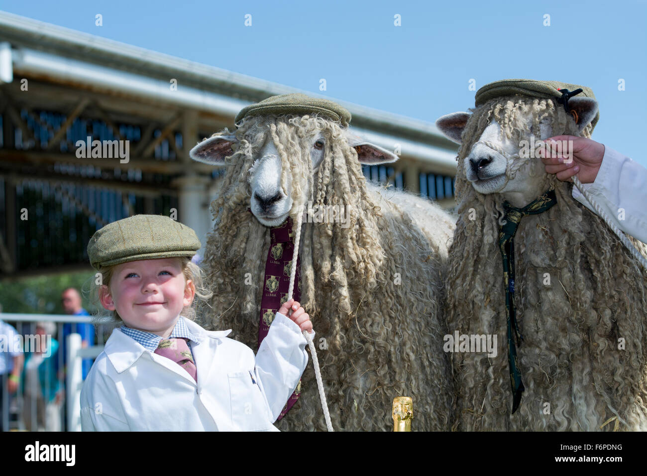 young girl at the Great Yorkshire Show winning the best dressed sheep with her parents Lincoln Longwool sheep. Stock Photo