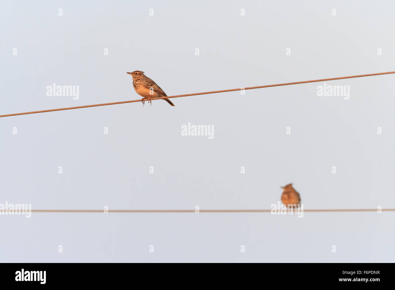 Crested Lark (Galerida cristata) two perched on wire. Israel. Stock Photo
