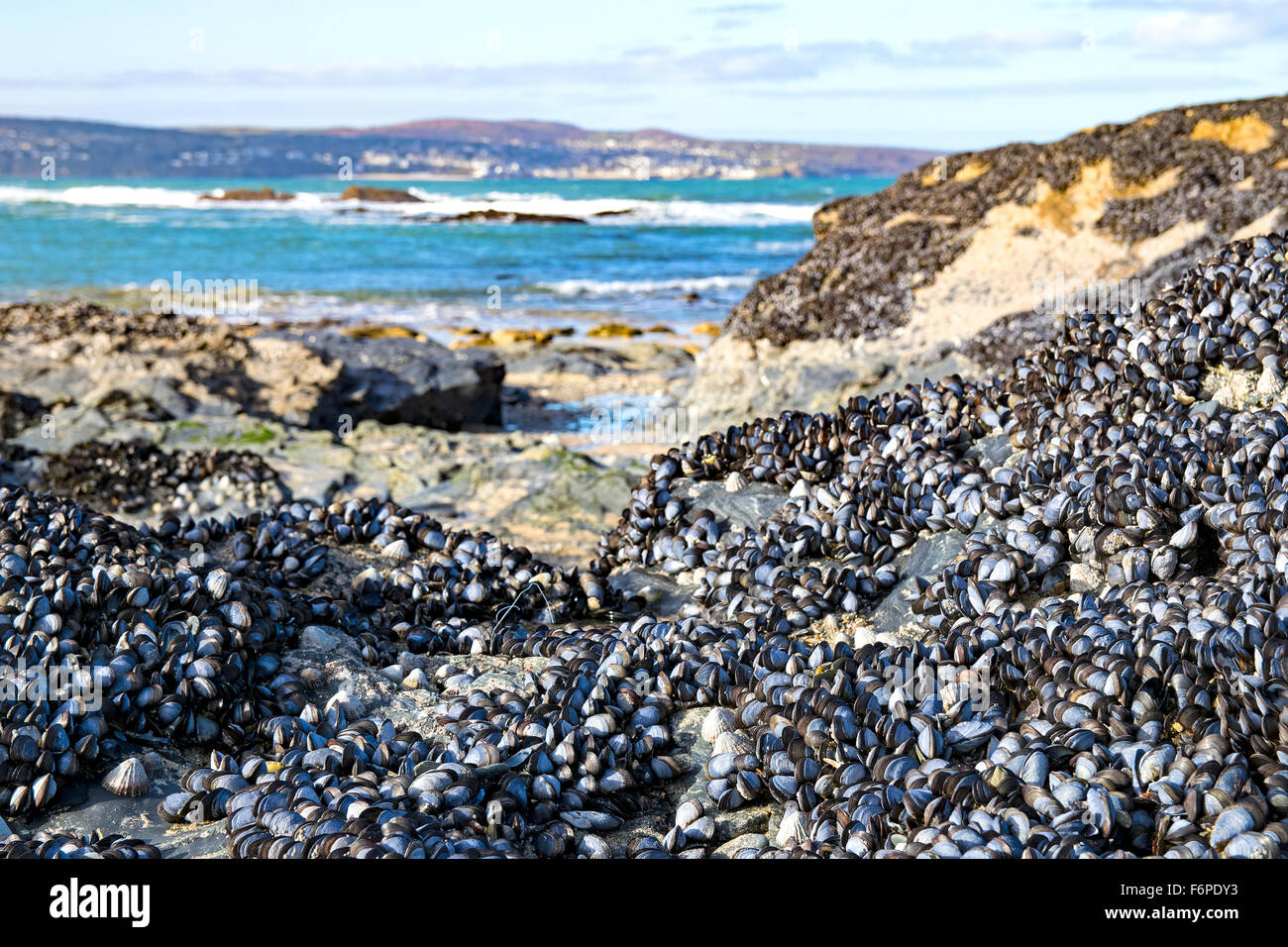 Blue Mussels attached to rocks on gwithian beach in Cornwall, UK Stock