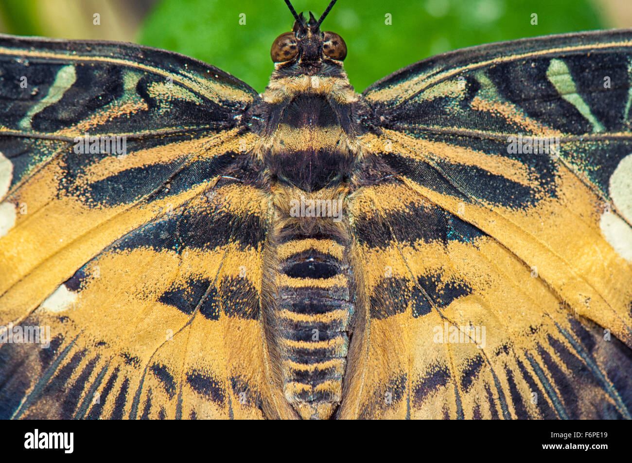 Macro detail of a eastern tiger swallowtail butterfly Stock Photo