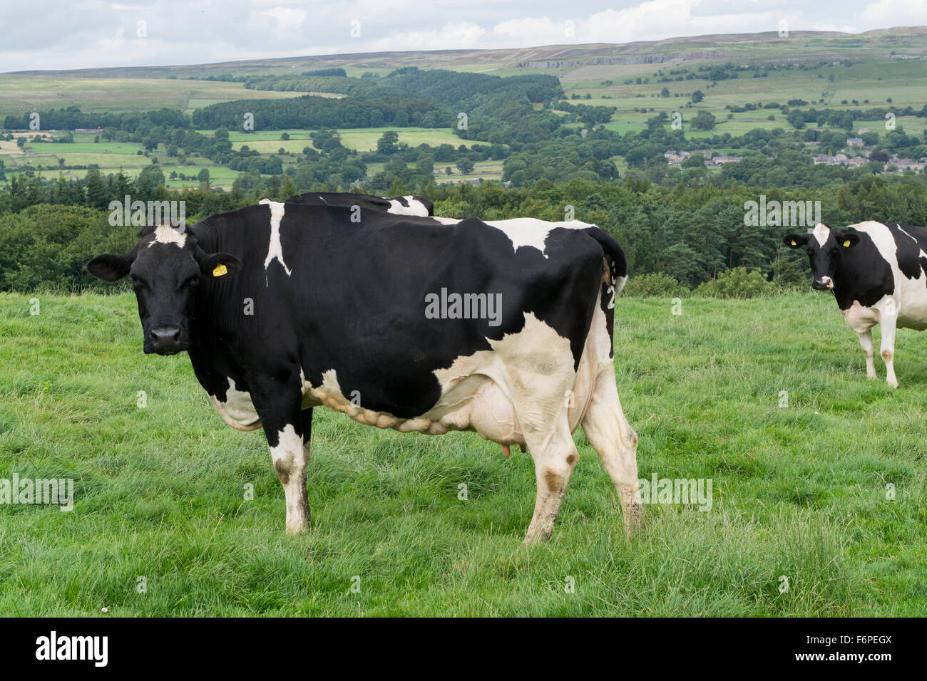 Herd of black and white Holstein-Friesian Cattle on a pasture in ...