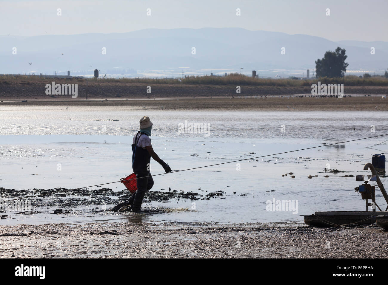 Worker harvesting fish in a fish farm. Israel Stock Photo Alamy