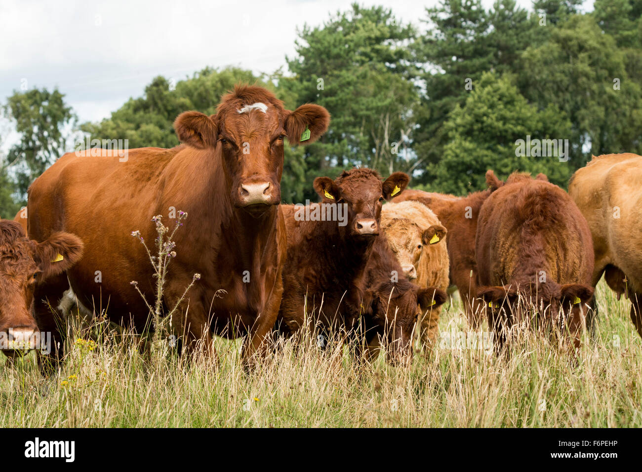 Herd of Luing cattle on moss parks in Knowsley, Merseyside, UK. Stock Photo