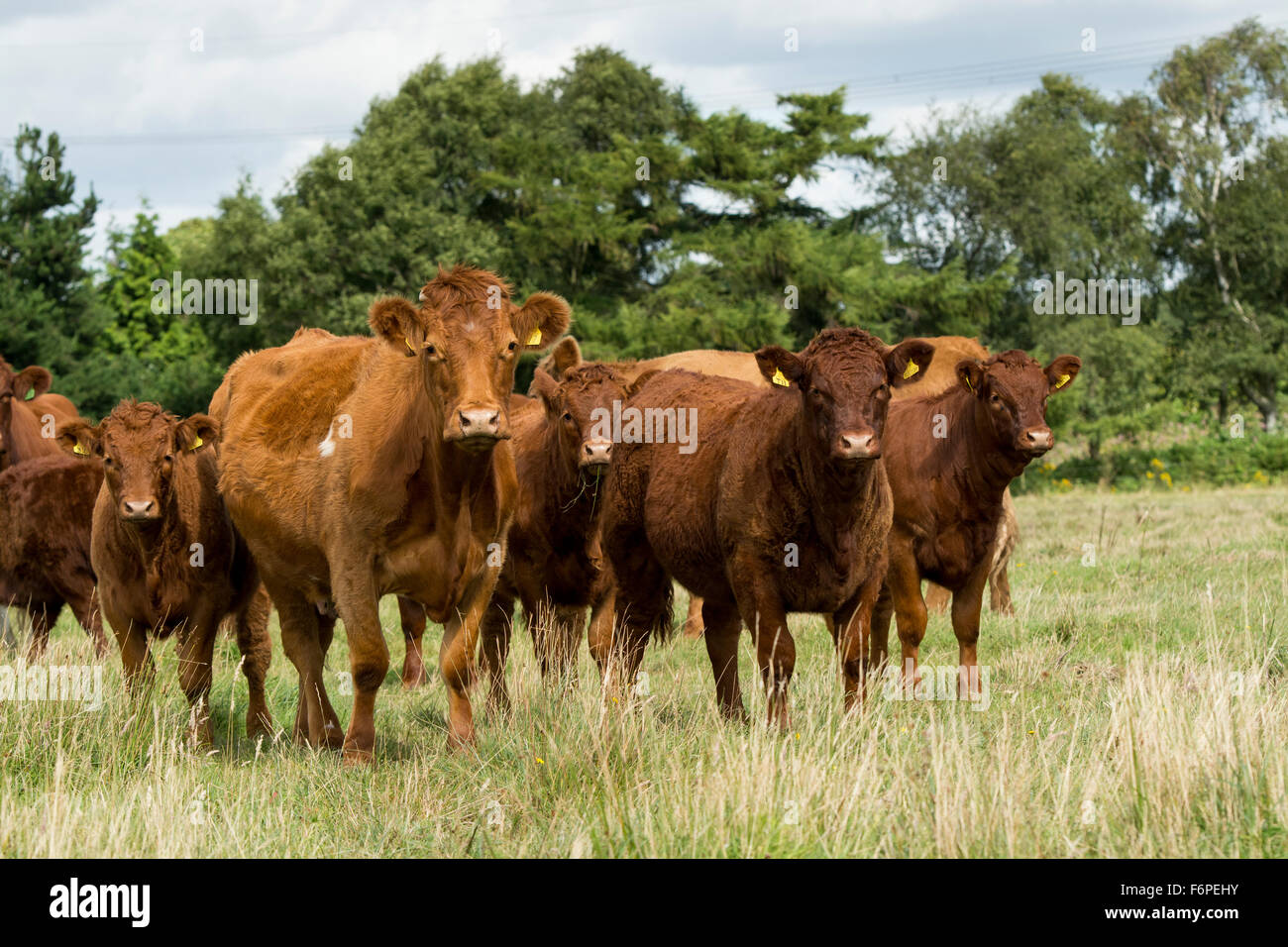 Herd of Luing cattle on moss parks in Knowsley, Merseyside, UK. Stock Photo