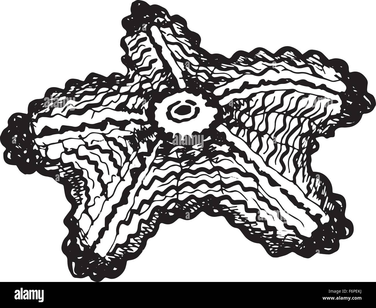 Vector graphic starfish Stock Vector Image & Art - Alamy