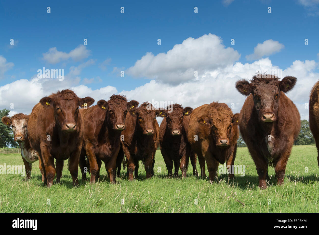 Herd of Luing cattle on moss parks in Knowsley, Merseyside, UK. Stock Photo