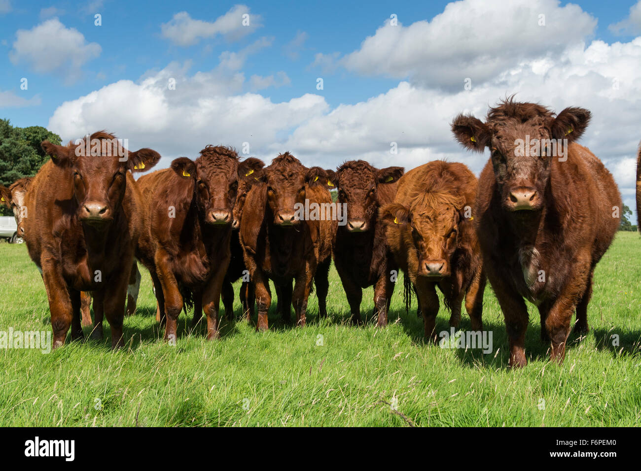 Herd of Luing cattle on moss parks in Knowsley, Merseyside, UK. Stock Photo