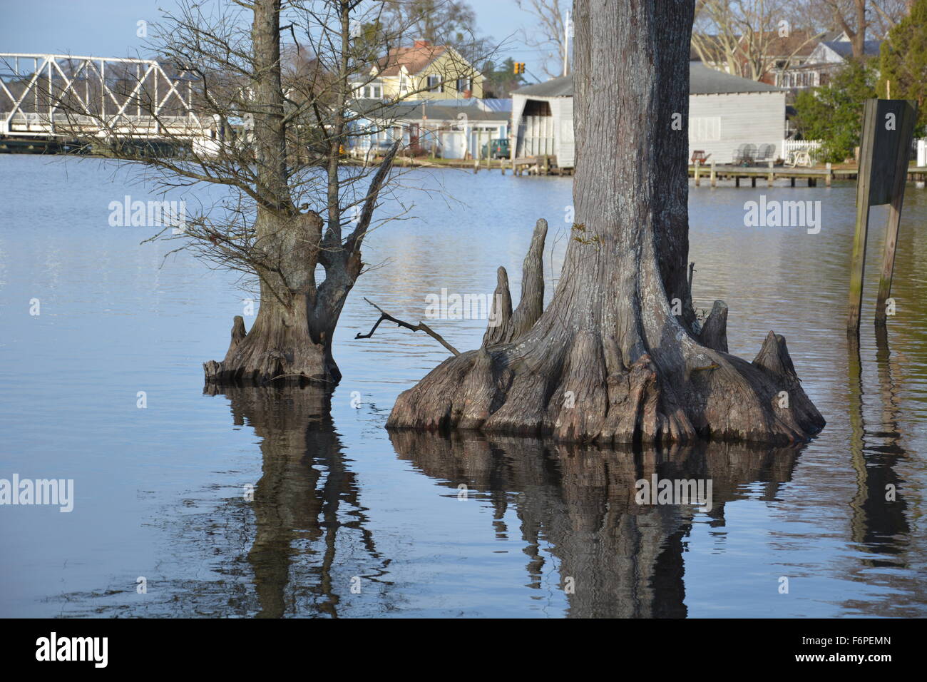Cypress trees in the Perquimans River with the S Bridge and homes in the background in Hertford North Carolina Stock Photo