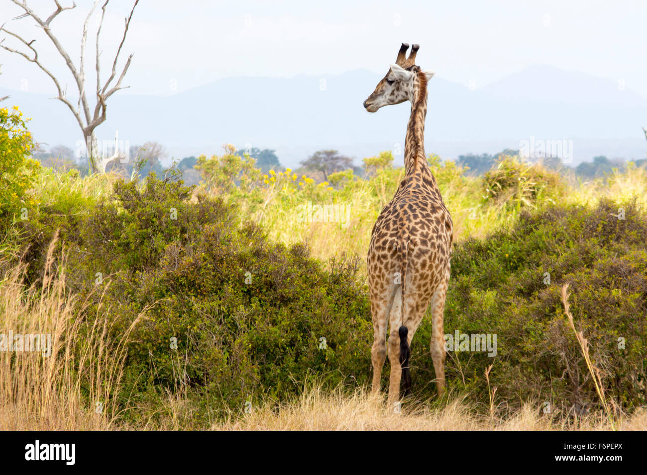 Safari in africa hi-res stock photography and images - Alamy