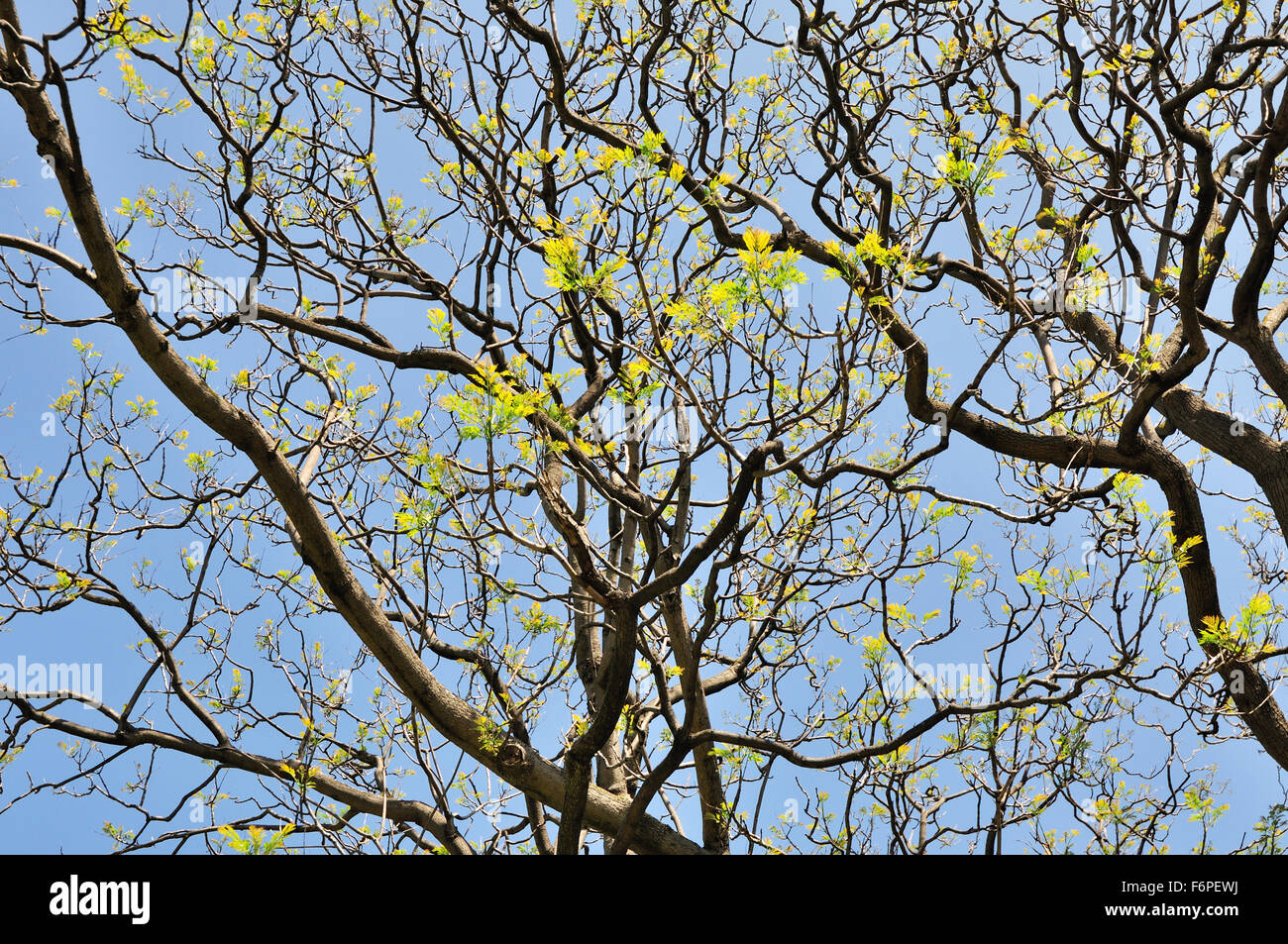 Tree branches background against blue sky Stock Photo - Alamy