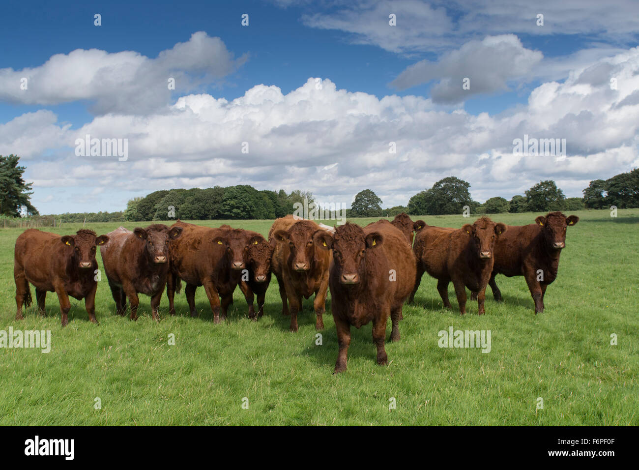 Herd of Luing cattle on moss parks in Knowsley, Merseyside, UK. Stock Photo