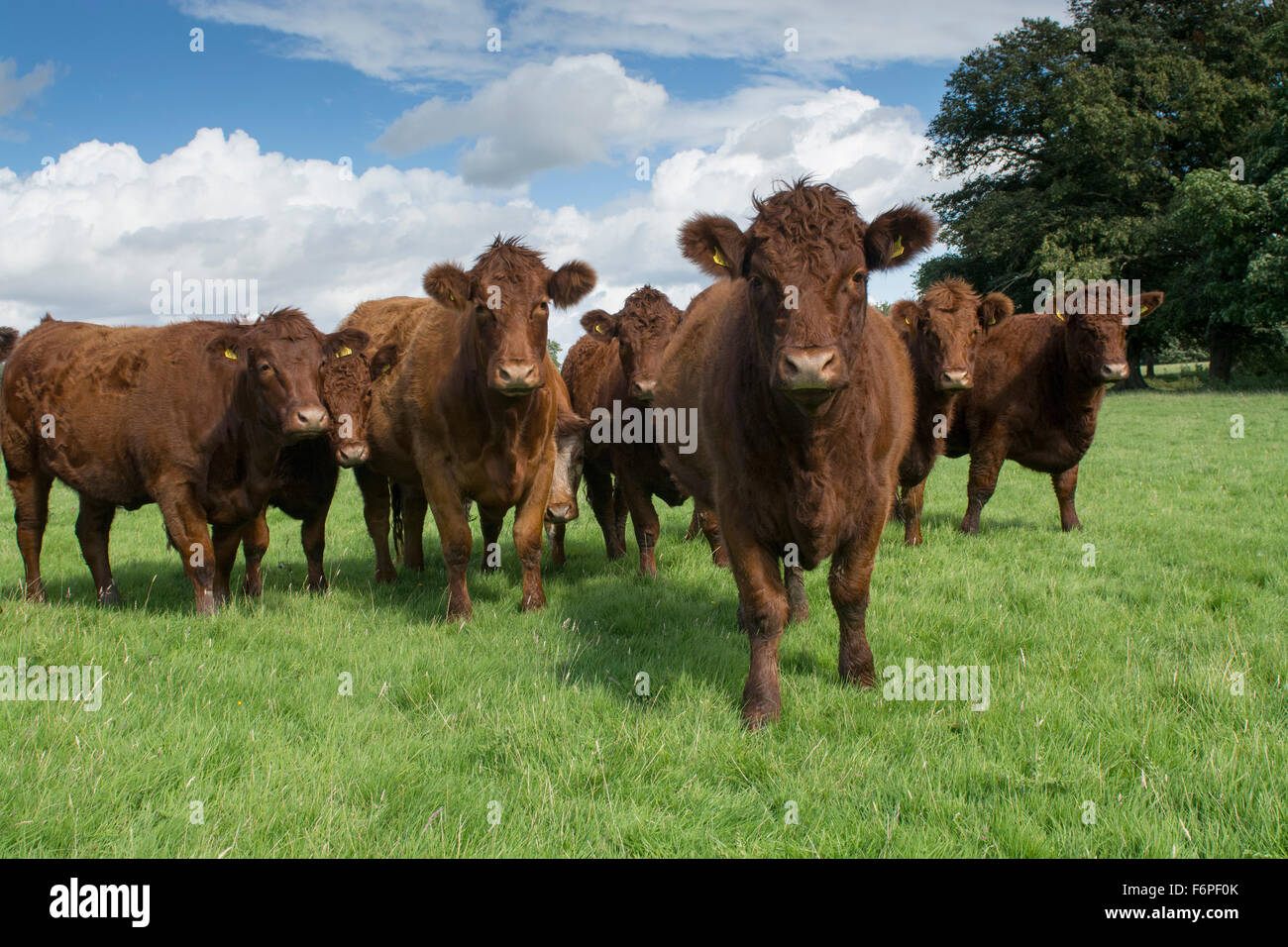 Herd of Luing cattle on moss parks in Knowsley, Merseyside, UK. Stock Photo