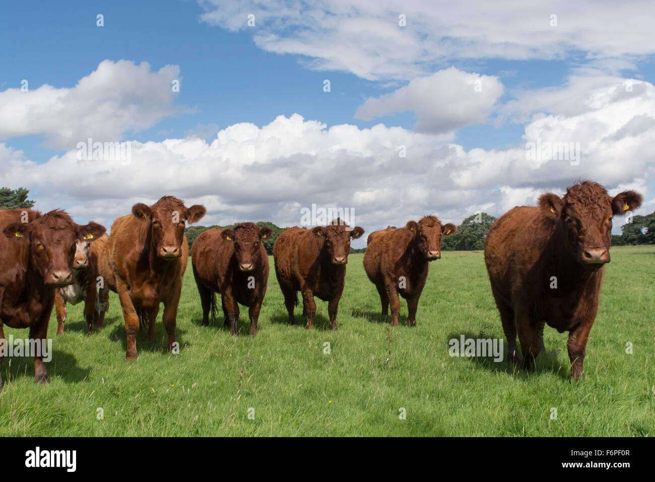 Herd of Luing cattle on moss parks in Knowsley, Merseyside, UK. Stock Photo