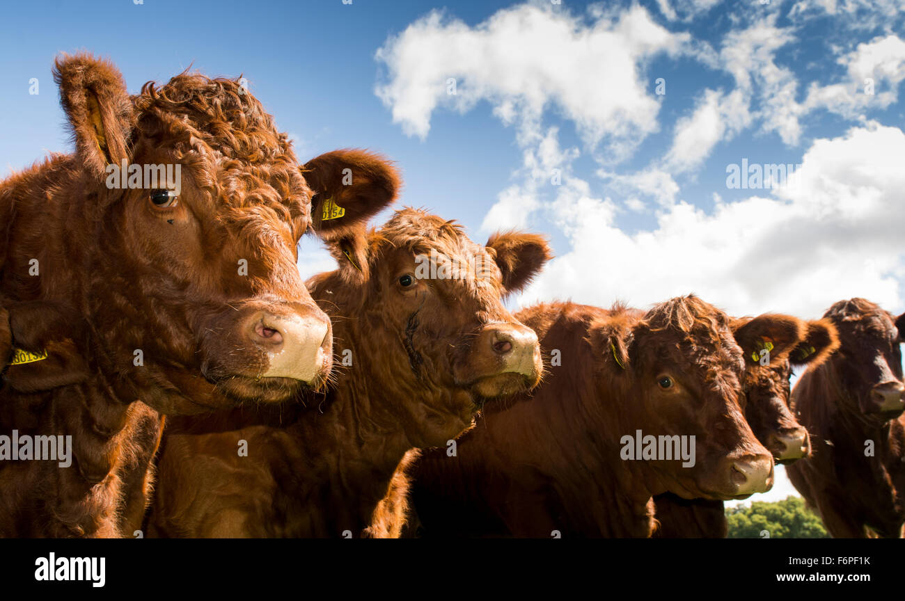 Luing cattle grazing on rough pasture, Knowsley, Merseyside, UK Stock