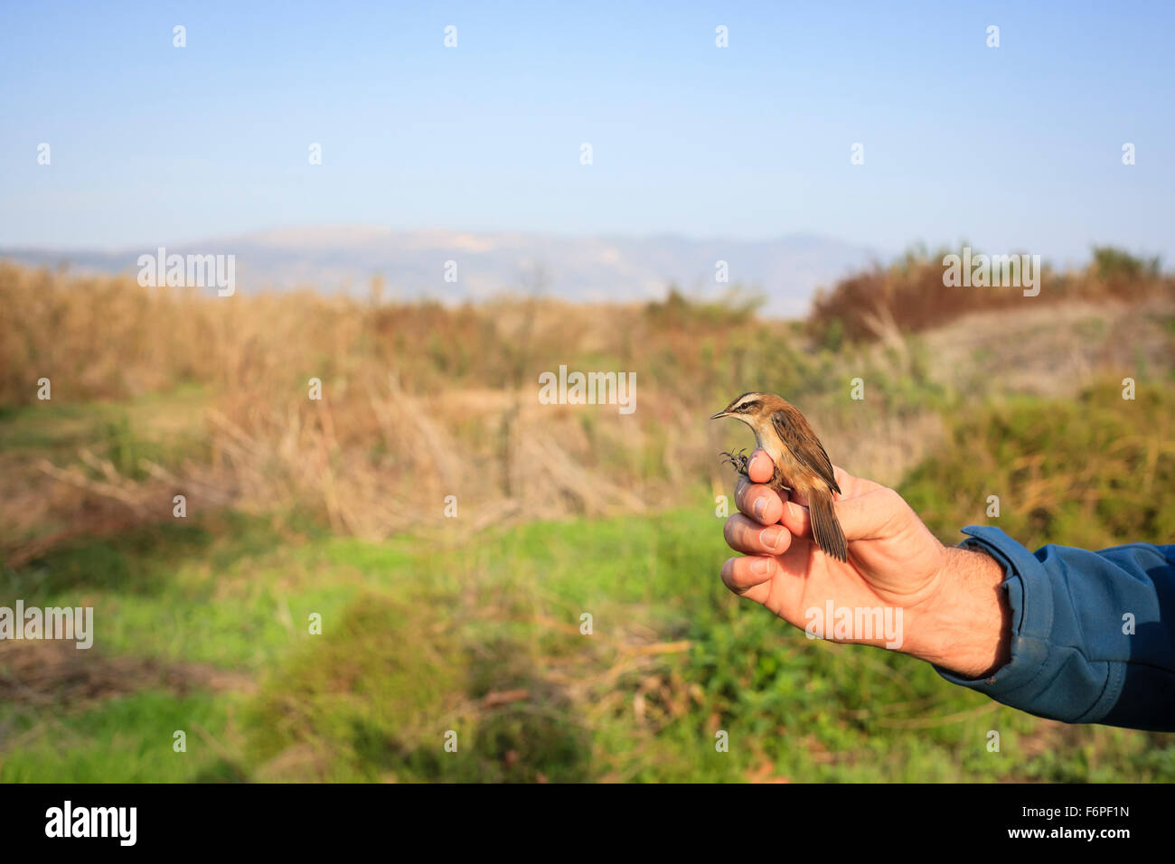 Moustached Warbler (Acrocephalus melanopogon) held by ornithologist at Bird Ringing Station. Agamon Hula. Hula Valley. Israel. Stock Photo