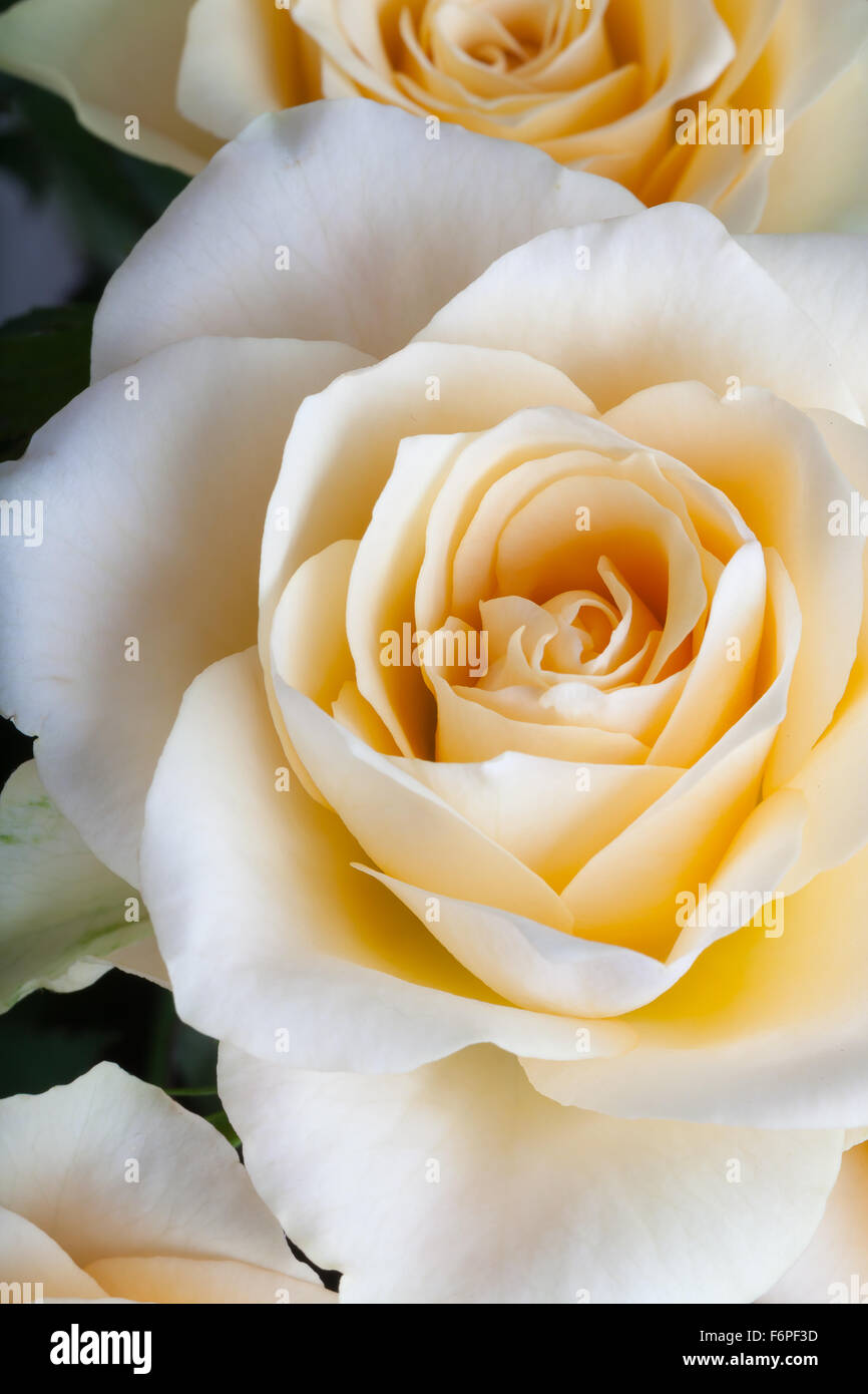 Beautiful rose flowers closeup. Stock Photo