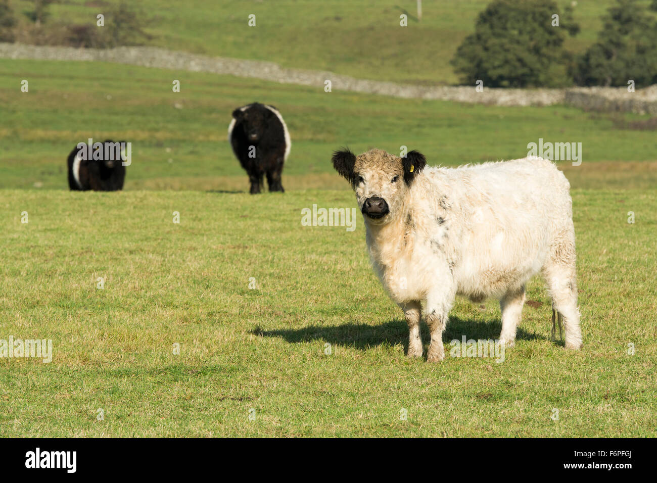 Traditional British cattle in wensleydale countryside, with Castle Bolton in background. North Yorkshire, UK Stock Photo