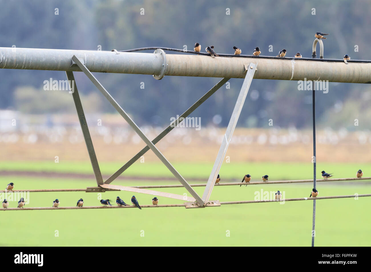 Barn Swallow Hirundo Rustica Group Of Different Subspecies Resting barn-swallow-hirundo-rustica-group-of-different-subspecies-resting