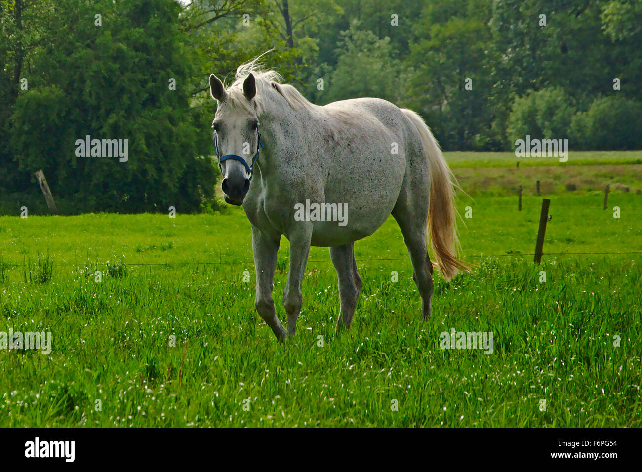 White horse in a green meadow Stock Photo - Alamy