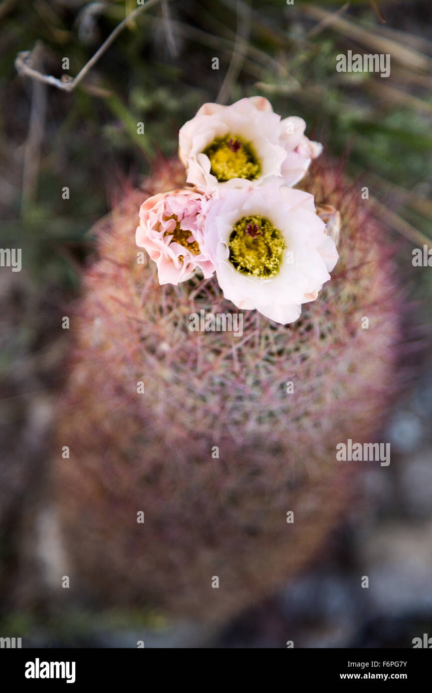 Pincushion cactus hires stock photography and images Alamy