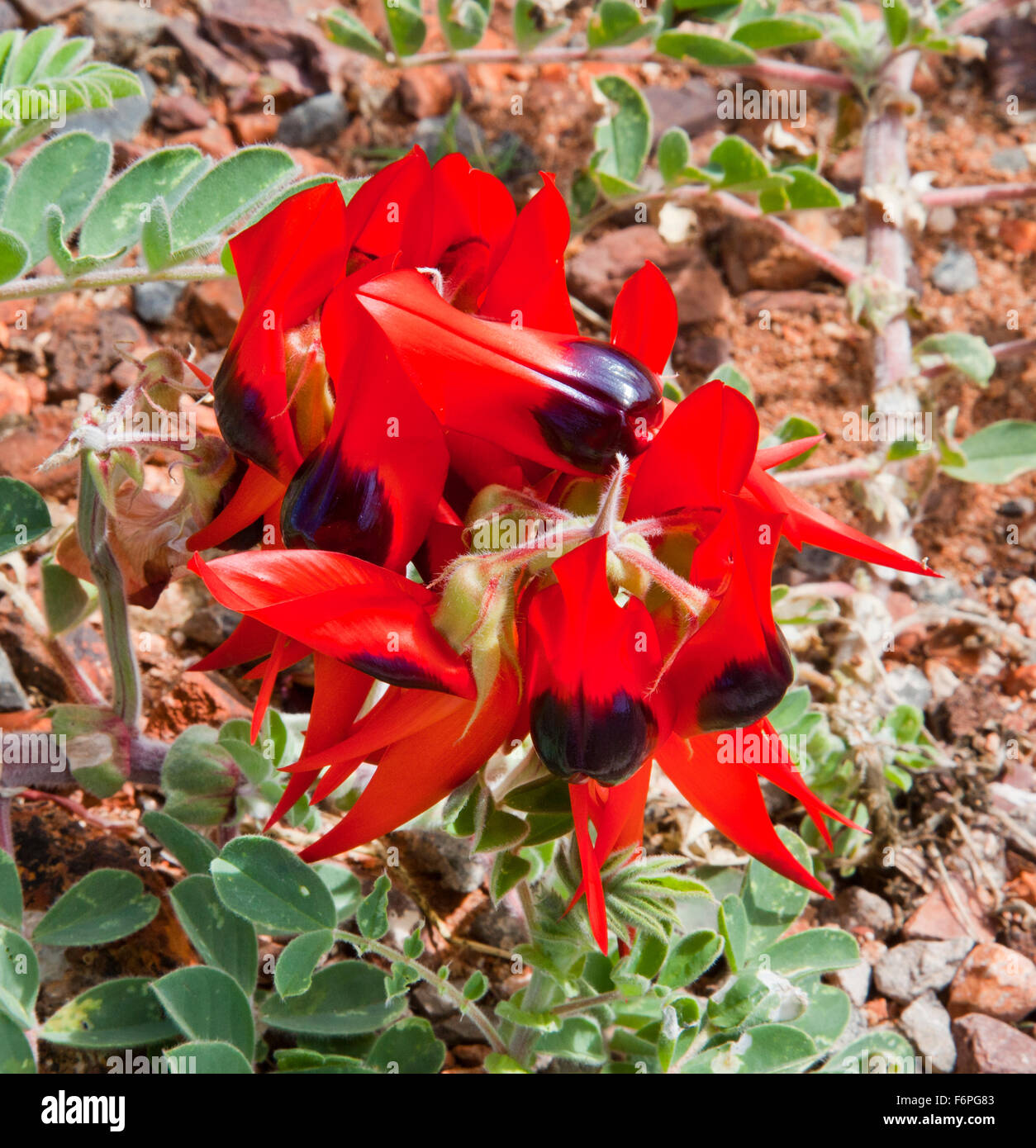 Australia, Western Australia, Pilbara, Sturt's Desert Pea (Swainsona Formosa) at Point Samson Stock Photo