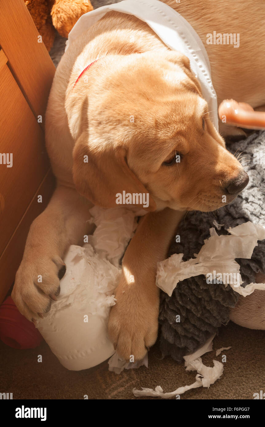 A golden labrador puppy chews on a roll of toilet tissue Stock Photo