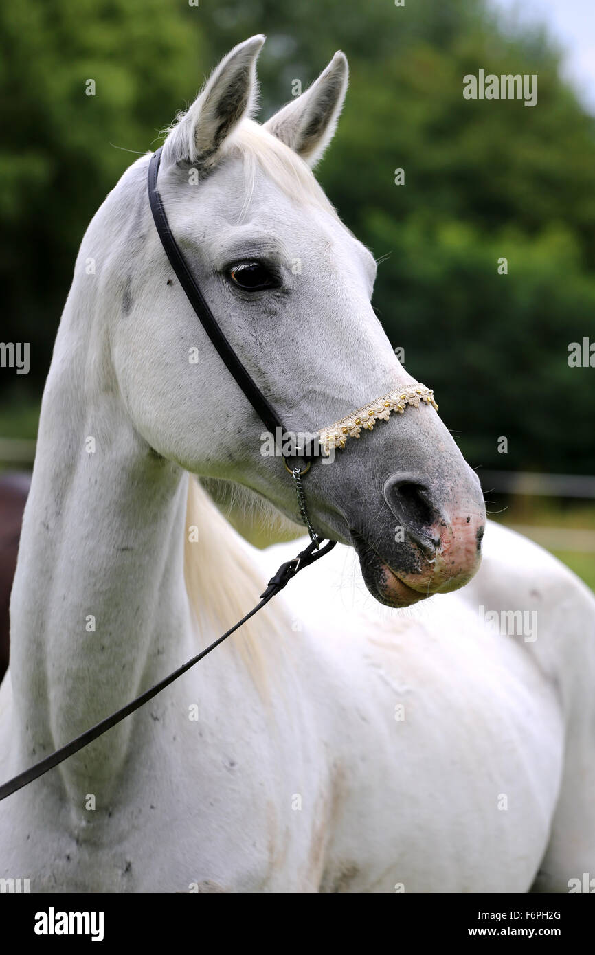 Thoroughbred horse head hi-res stock photography and images - Alamy