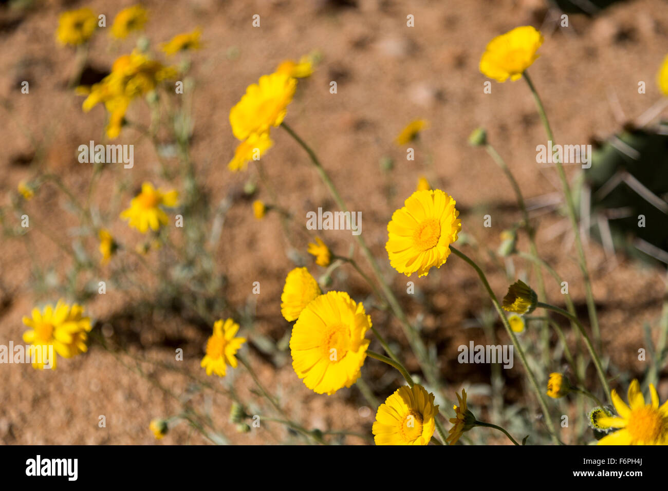 Desert marigold wildflowers blooming along the Arizona Trail, Arizona Stock Photo
