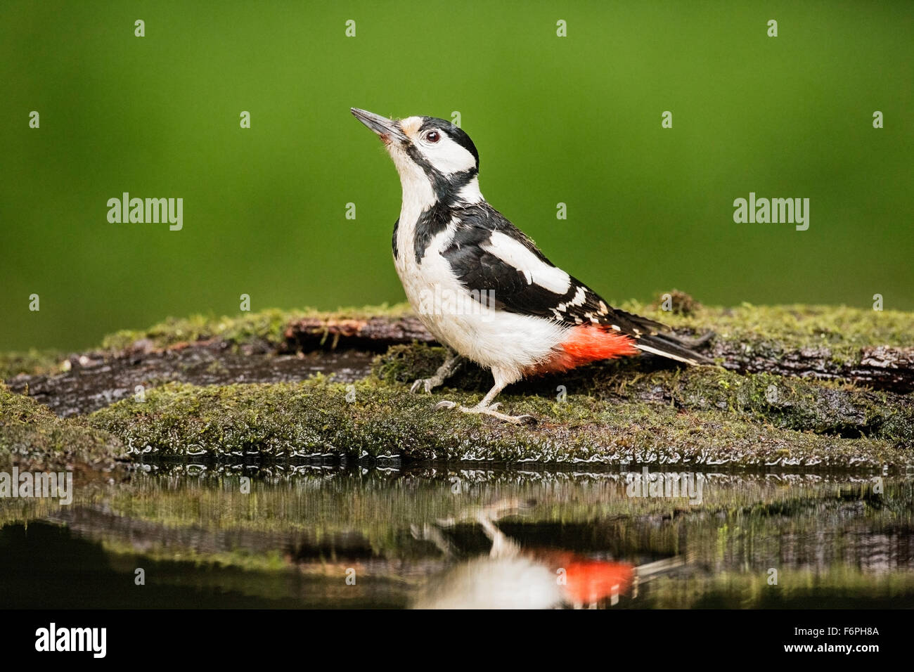 great spotted woodpecker (Dendropocos major) adult bathing in water at pool in forest, Hungary Stock Photo