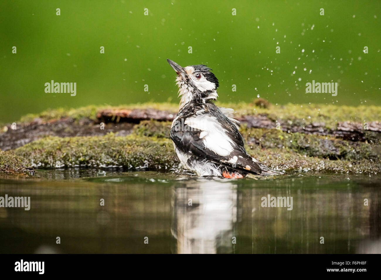 great spotted woodpecker (Dendropocos major) adult bathing in water at pool in forest, Hungary Stock Photo