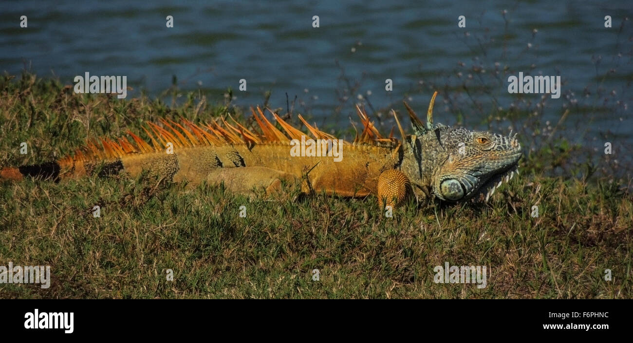 Common iguana (Iguana iguana) or Green Iguana along a lagoon, Isla de Navidad, Jalisco State, Mexico. Stock Photo