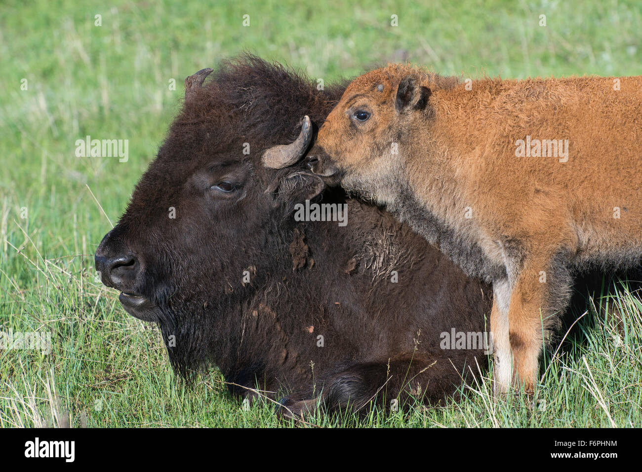 American Bison (Bison bison) parent with calf, Western USA Stock Photo ...