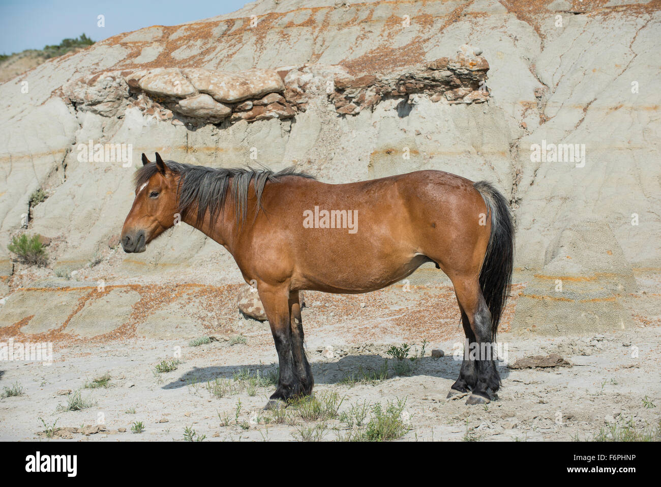 Wild Horse, (Equs ferus), Mustang, Feral, Theodore Roosevelt National Park, Badlands, N. Dakota USA Stock Photo