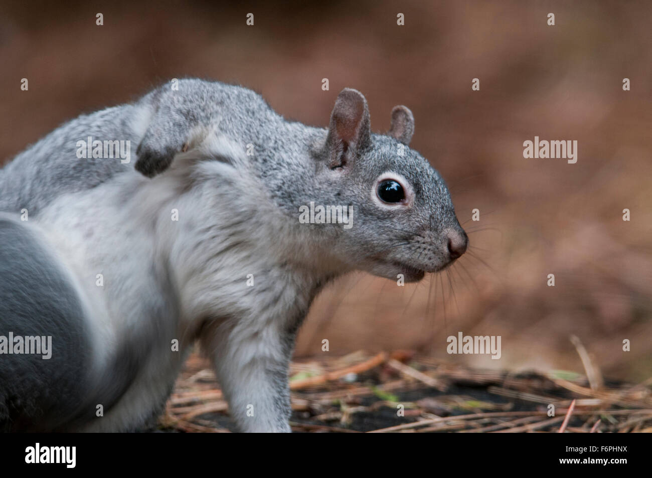 Western gray squirrel (Sciurus griseus) is an arboreal rodent who dwells in the forests of the Sierra foothills in California. Stock Photo