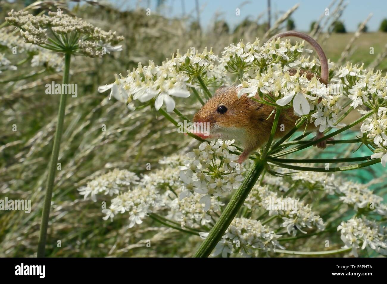 Harvest mouse (Micromys minutus) on Common hogweed (Heracleum sphondylium) flowerhead after being released, Moulton, UK. Stock Photo