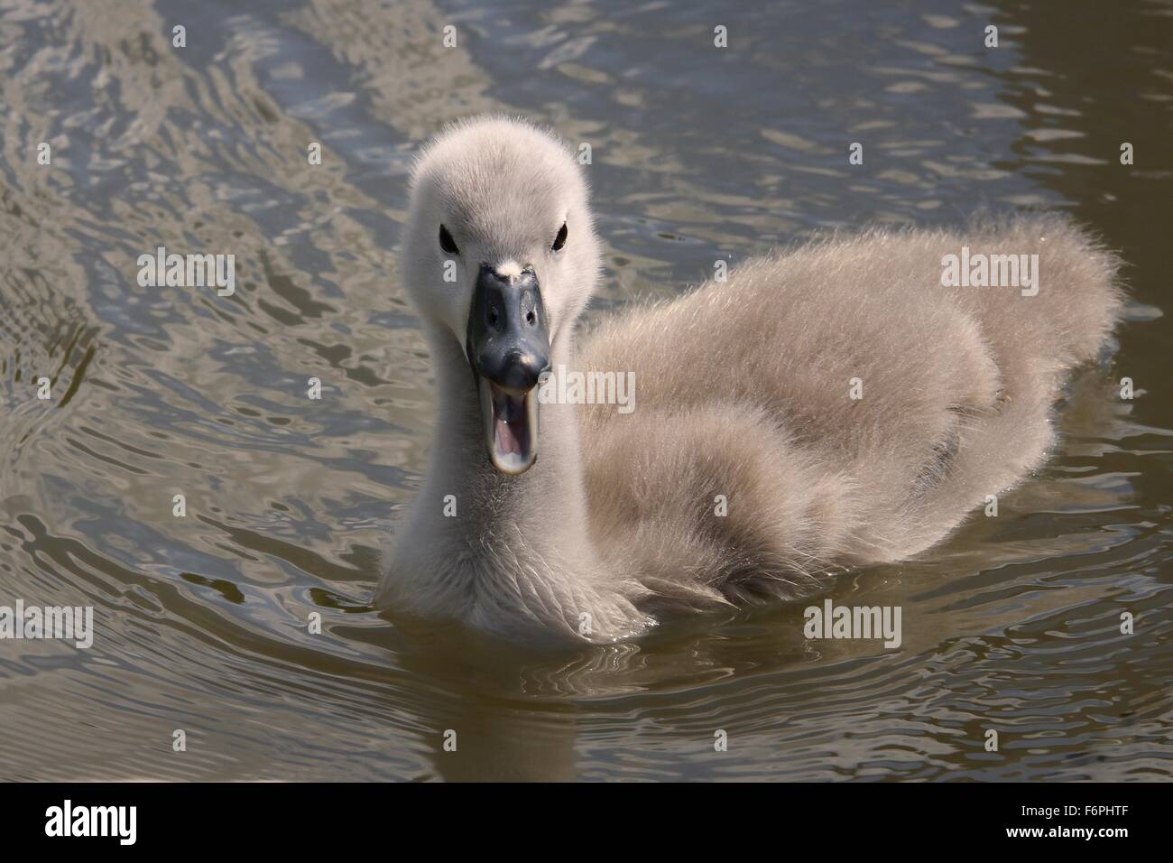 Young Mute swan cygnet (Cygnus olor) calling, Kennet and Avon canal. Wiltshire, June. Stock Photo