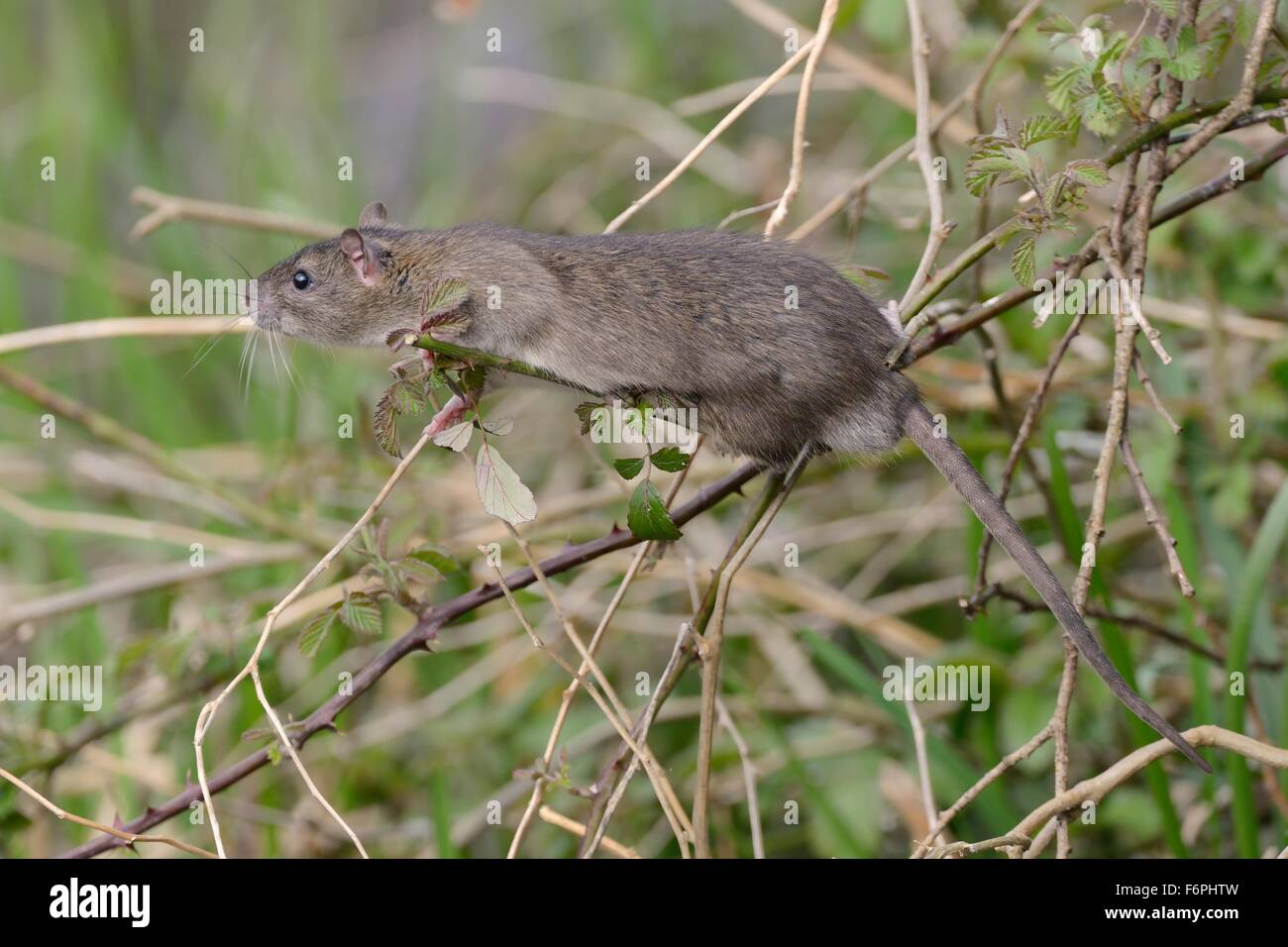 Bush rat hires stock photography and images Alamy