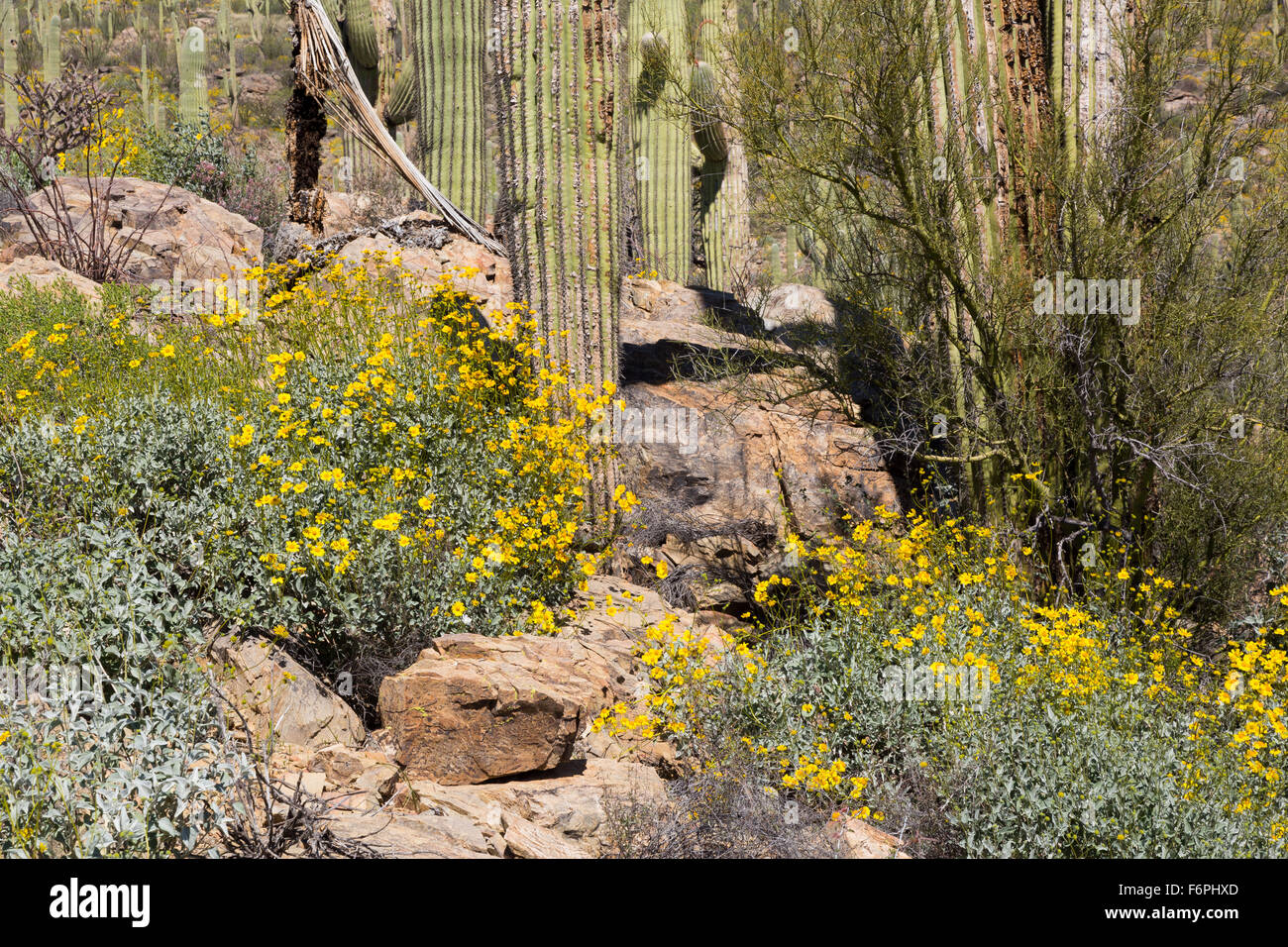 Brittlebush wildflowers growing beneath saguaro hires stock