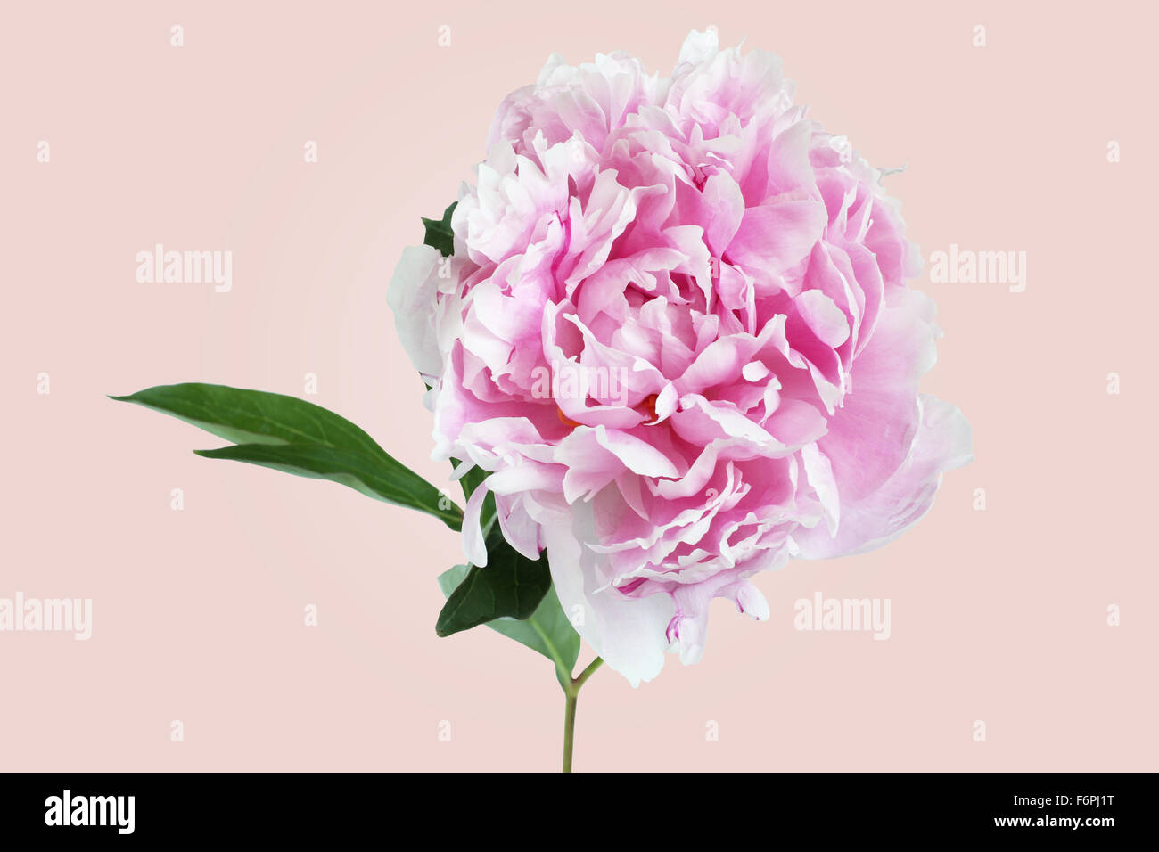 Pink peony on light pink background Stock Photo - Alamy