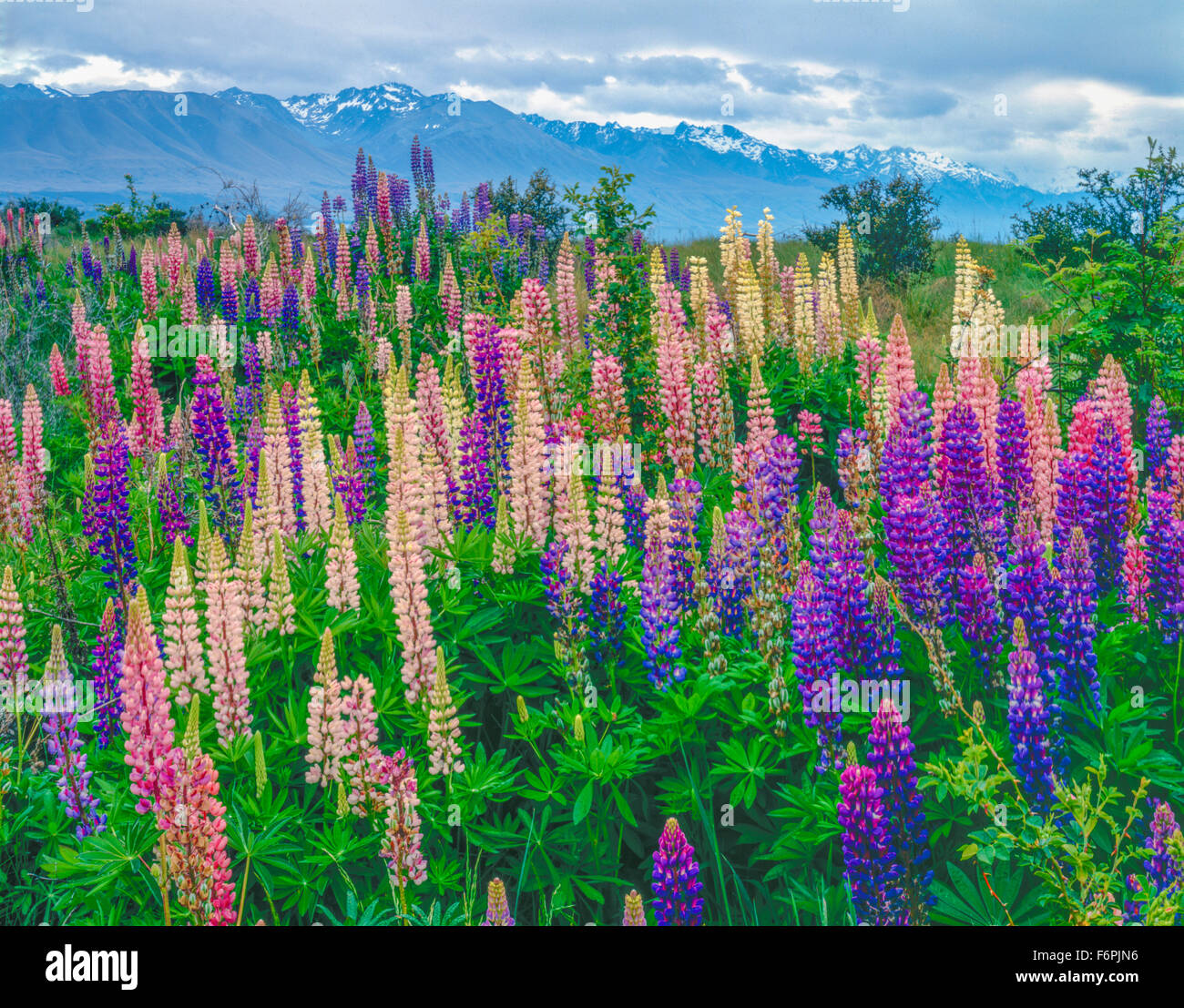 Southern Alps and lupine, Mt. Cook National Park, New Zealand South Island Stock Photo