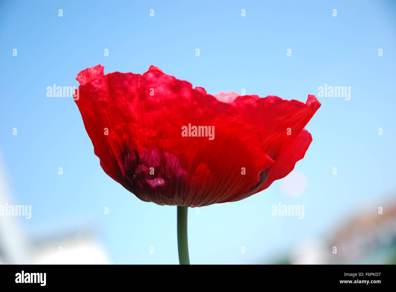 Crimson/Scarlet Poppy close up Stock Photo