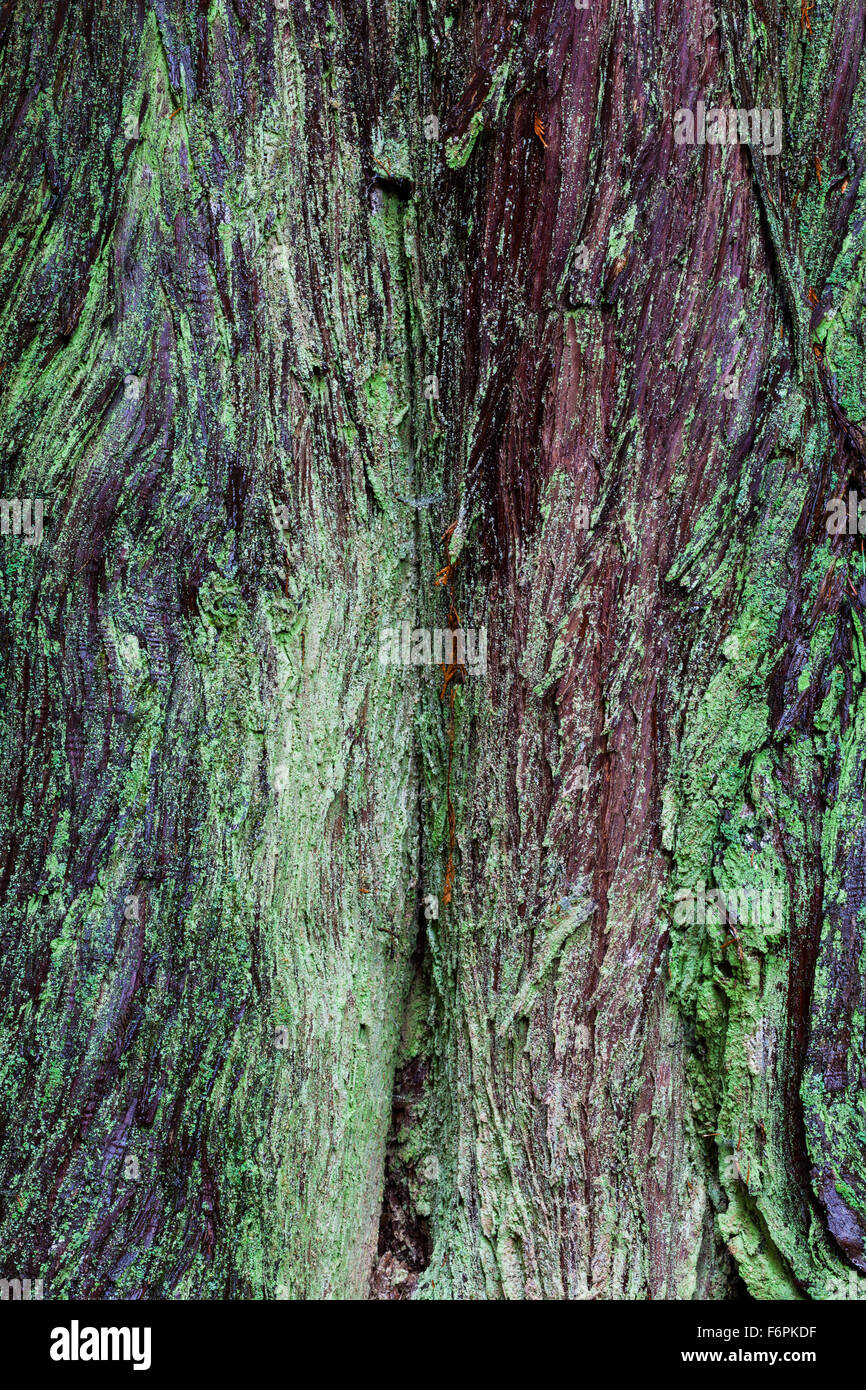 Moss and lichen on the trunk of a Western Red Cedar tree Stock Photo