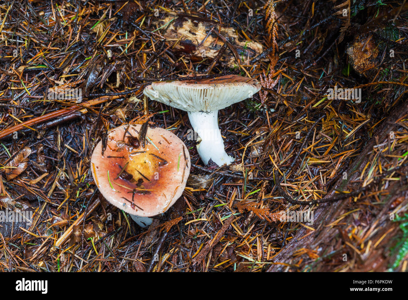Poisonous mushrooms in a temperate rain forest Stock Photo