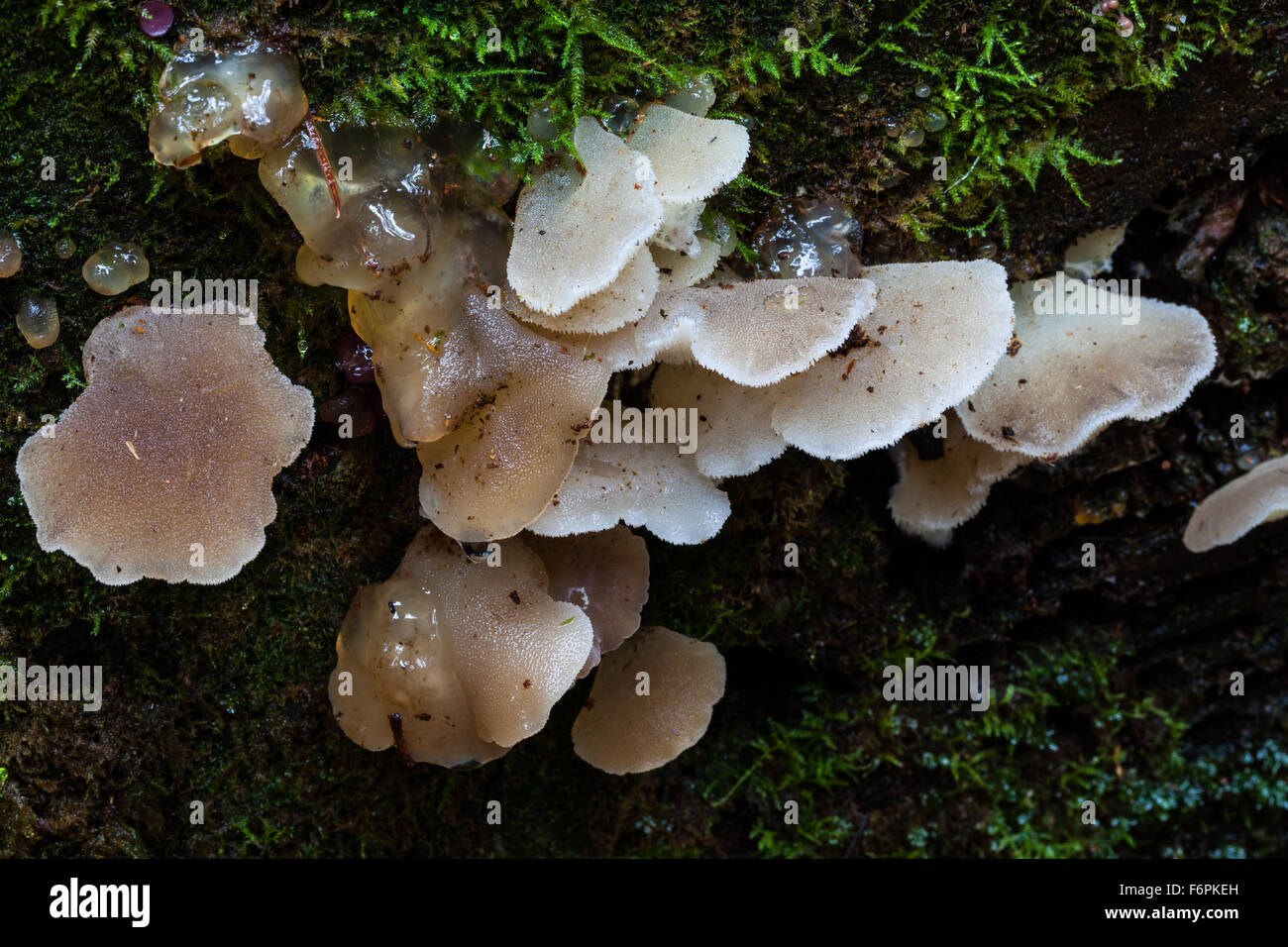 Gelatinous hires stock photography and images Alamy