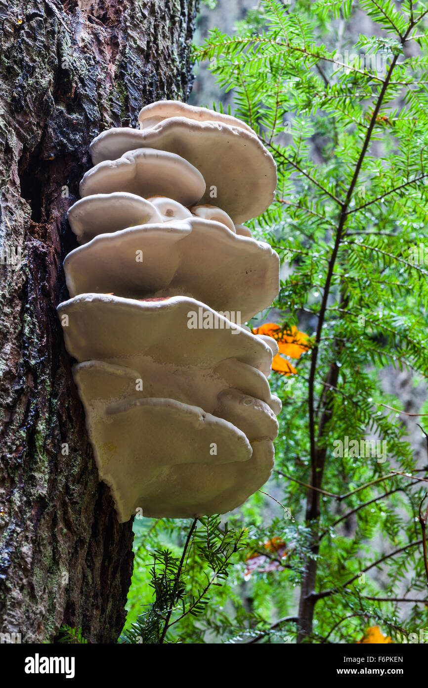 Large white fungus, growing on the side of a tree trunk in a temperate